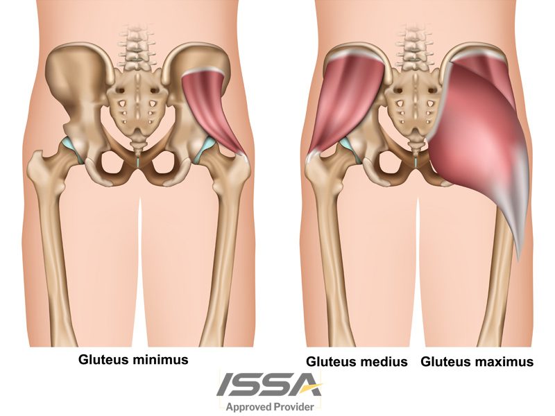 glute-specialist-2